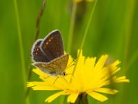 Großer Sonnenröschen-Bläuling Weibchen